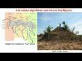 Ant Colony Algorithms