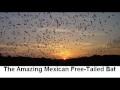 The Amazing Mexican Free-Tailed Bat